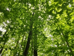 Hygrocybe caespitosa
