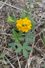 Lithospermum canescens