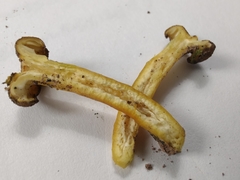 Hygrocybe caespitosa