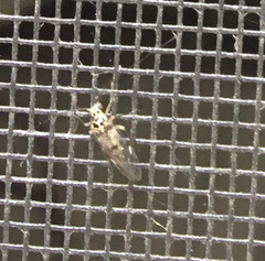 Teliapsocus conterminus