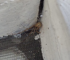 Latrodectus geometricus
