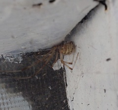 Latrodectus geometricus