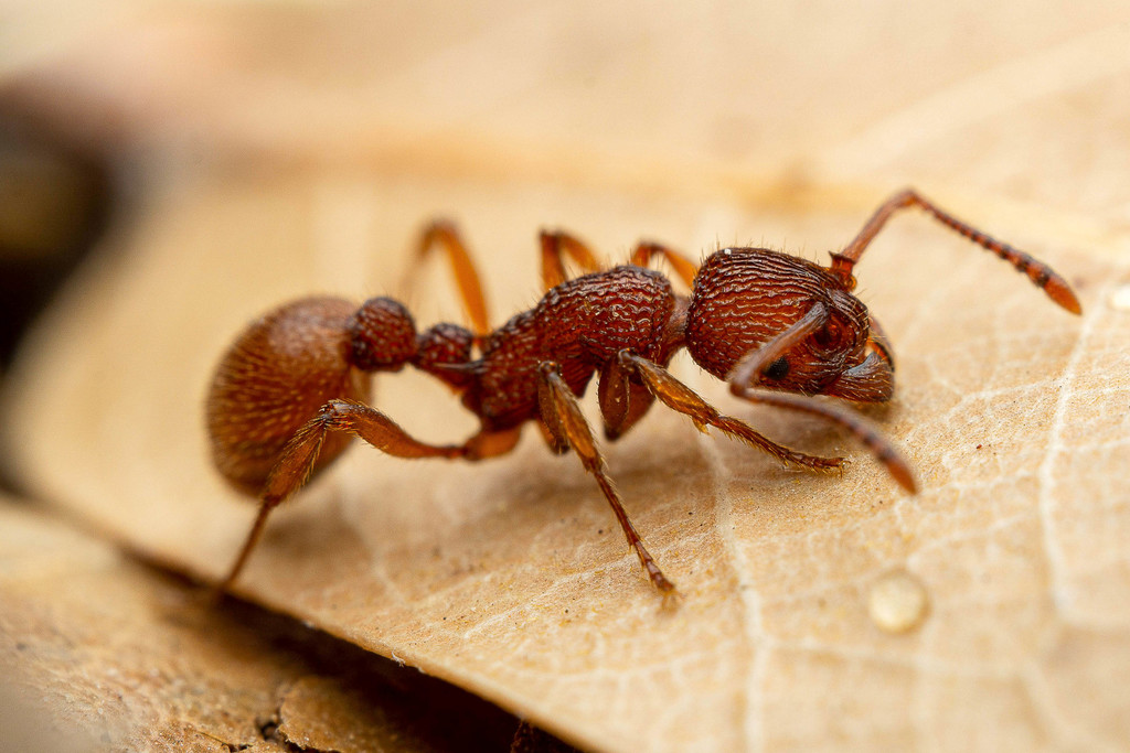 Myrmica striolagaster