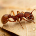 Furrowed Ants - Photo (c) Jake Nitta, some rights reserved (CC BY), uploaded by Jake Nitta
