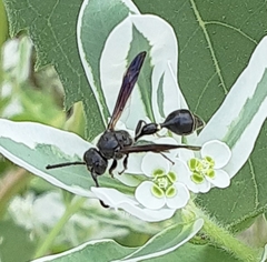 Zethus spinipes spinipes