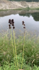 Carex muricata