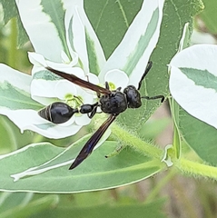 Zethus spinipes spinipes