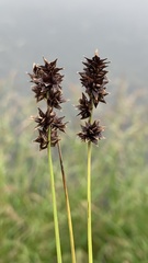 Carex muricata