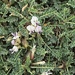 Astragalus terraccianoi - Photo 由 Muriel Bendel 所上傳的 (c) Muriel Bendel，保留部份權利CC BY-NC
