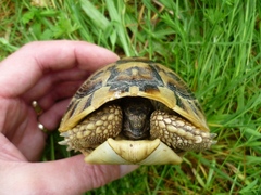 Testudo hermanni boettgeri