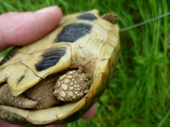 Testudo hermanni boettgeri