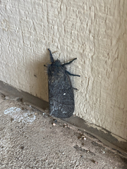 Gloveria arizonensis