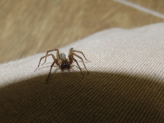 Lycosoides coarctata