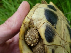 Testudo hermanni boettgeri