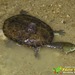 Brazilian Snake-necked Turtle - Photo (c) Carlos Henrique, some rights reserved (CC BY-NC)