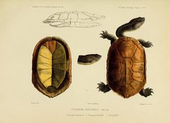 Brazilian Snake-Necked Turtle photo 2