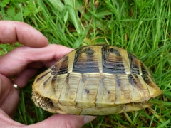 Testudo hermanni boettgeri