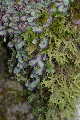 Plagiochasma rupestre rupestre