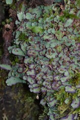 Plagiochasma rupestre rupestre