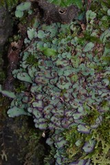 Plagiochasma rupestre rupestre