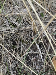 Chorthippus brunneus