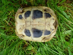 Testudo hermanni boettgeri