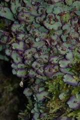 Plagiochasma rupestre rupestre