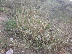 Marrubium peregrinum