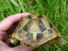 Testudo hermanni boettgeri