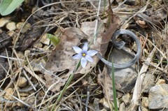 Sisyrinchium albidum