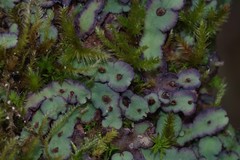 Plagiochasma rupestre rupestre