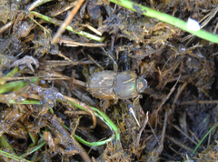 Euoniticellus fulvus