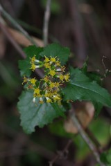Senecio deltoideus
