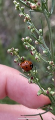 Coccinella septempunctata