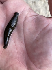 Haemopis sanguisuga