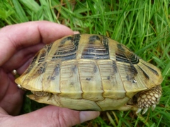 Testudo hermanni boettgeri