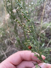 Coccinella septempunctata