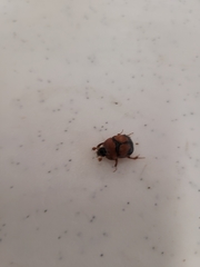 Bolbocerosoma bruneri