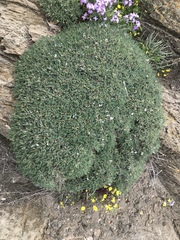 Astragalus terraccianoi