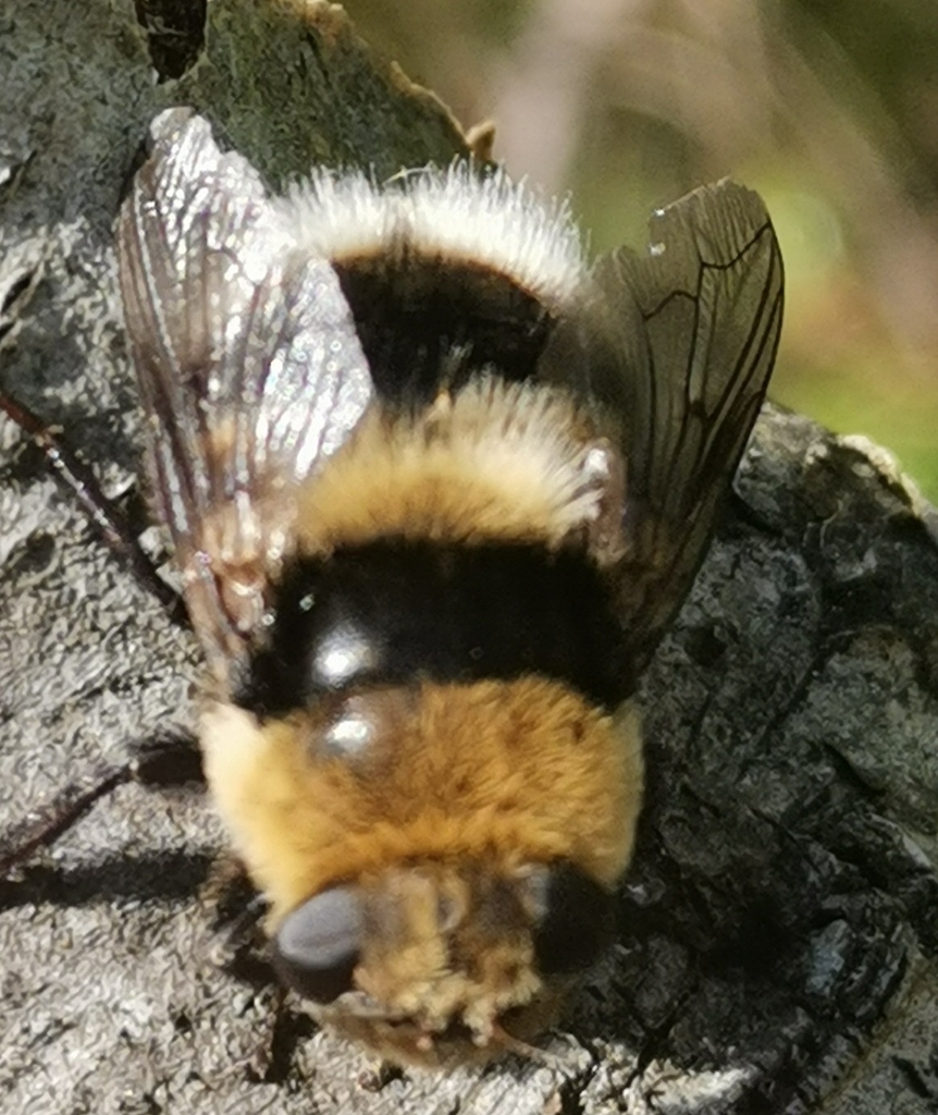 Cephenemyia ulrichii