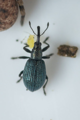 Ischnopterapion virens