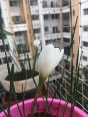 Zephyranthes candida