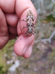 Monochamus marmorator