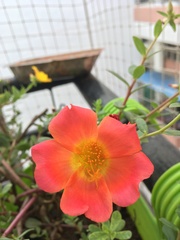 Portulaca umbraticola