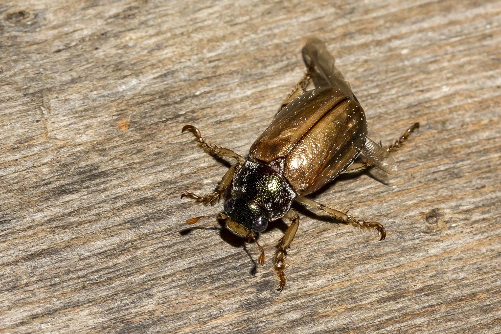 Leucothyreus niveicollis