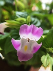 Torenia fournieri