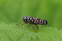 Agrosoma placetis