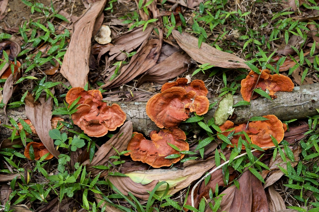 Trametes sanguinea · April 2018 · photo: © shawnodonnell (iNaturalist, cc0)