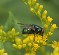 Lucilia sericata