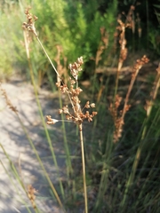 Juncus